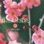 梅花流CD　No.2
